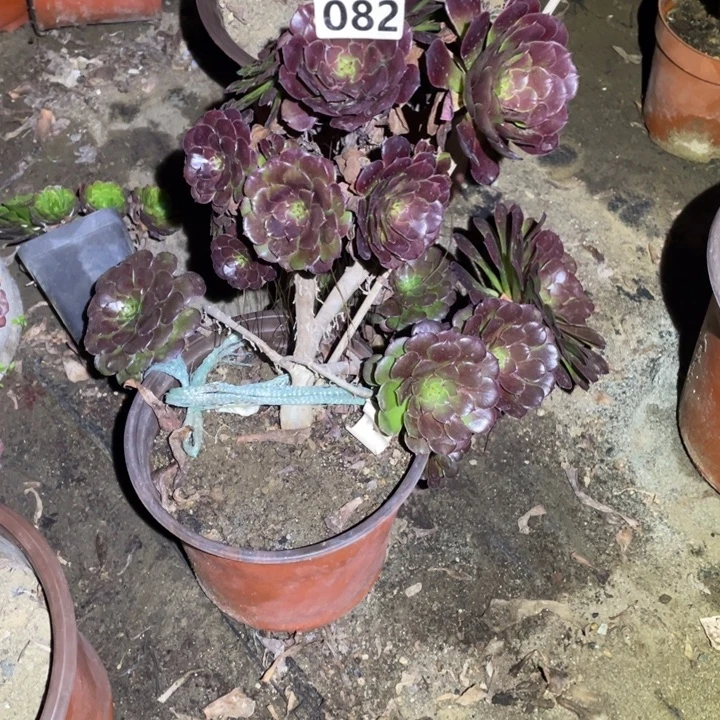 黑暗萝莉多肉082好