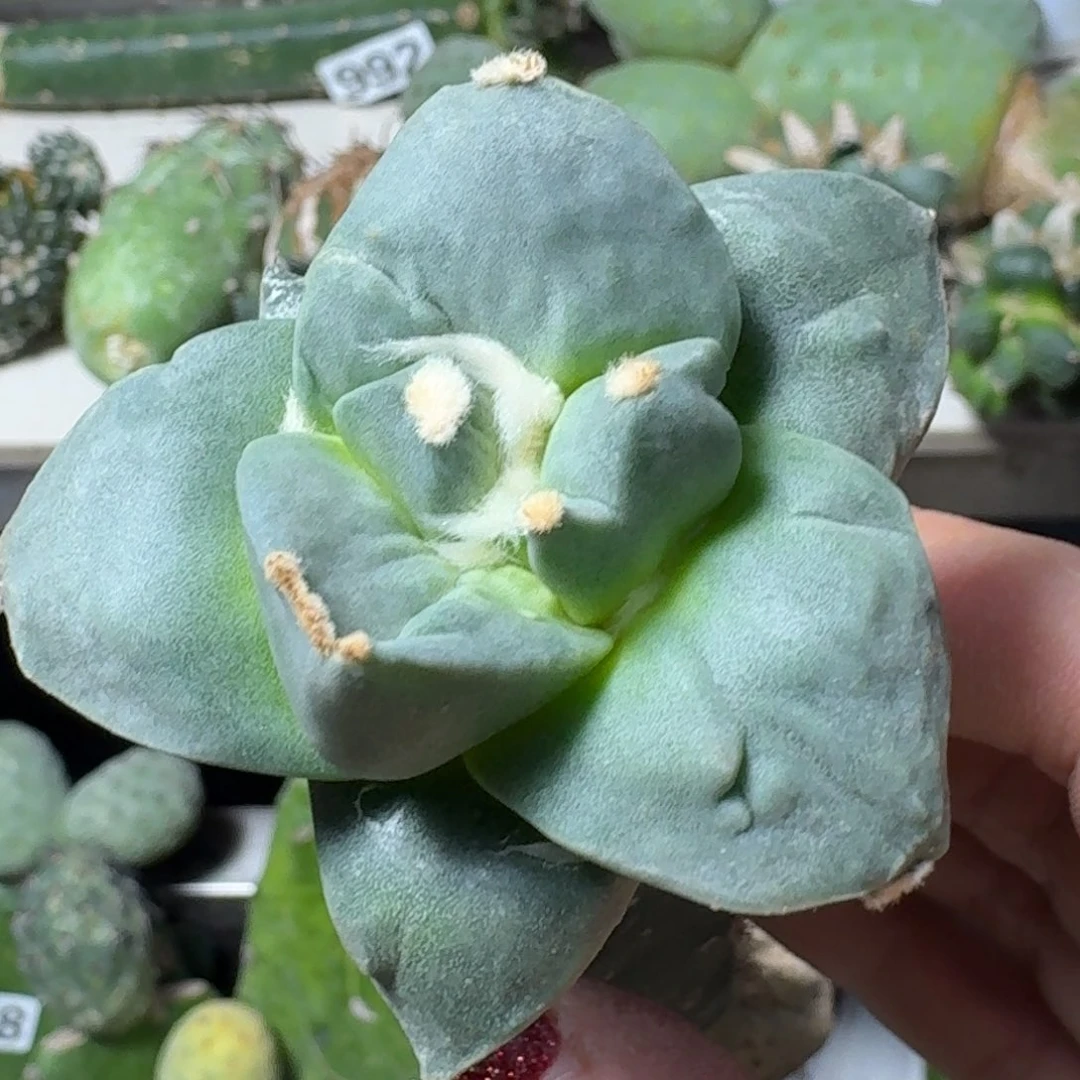 【闪购商品】无花朵欢*哥白肌大尤172