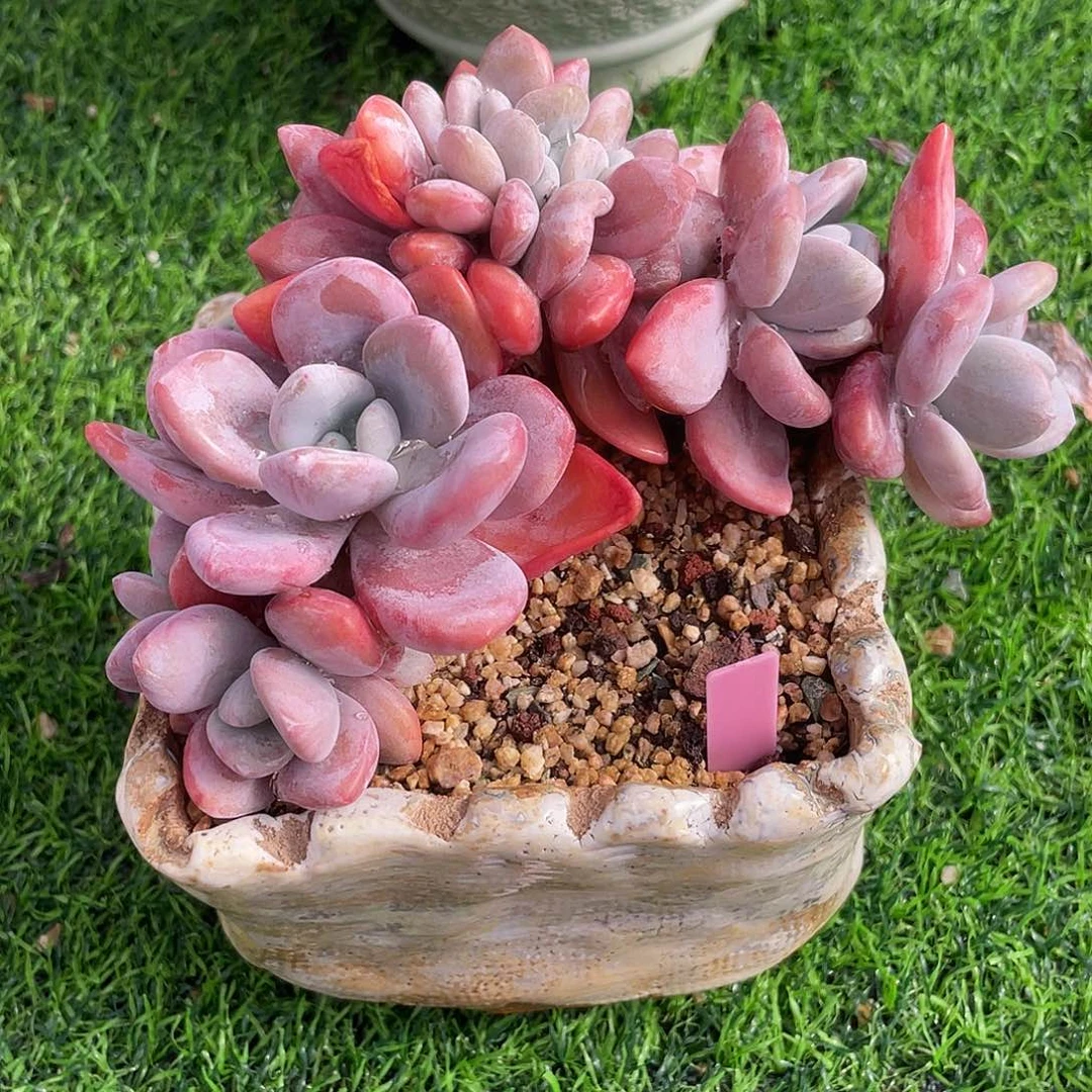 粉兔朵朵缀化老桩多肉植物