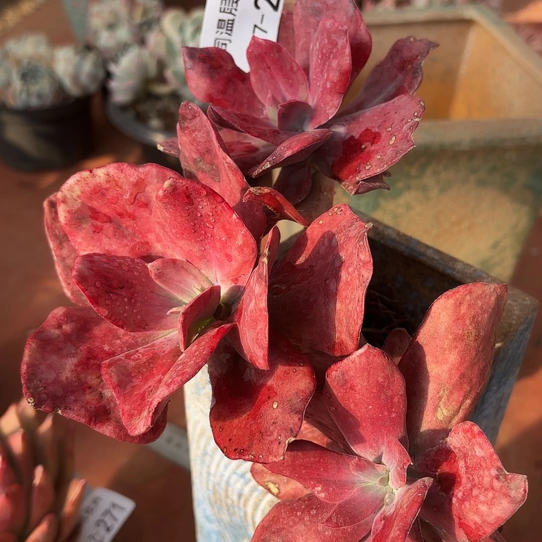 同温层多肉钻石锦273微瑕