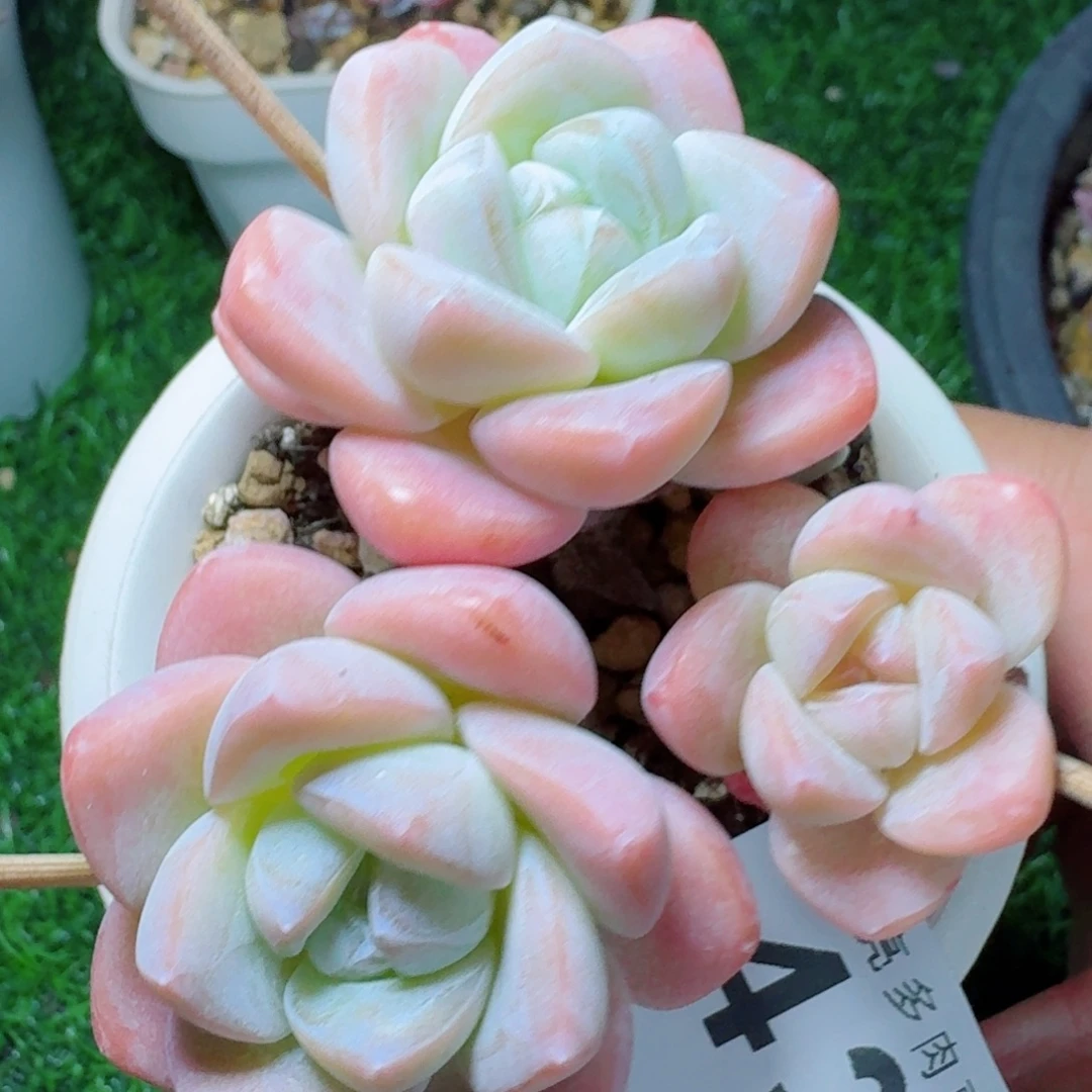 树桩冰玉            精美多肉植物