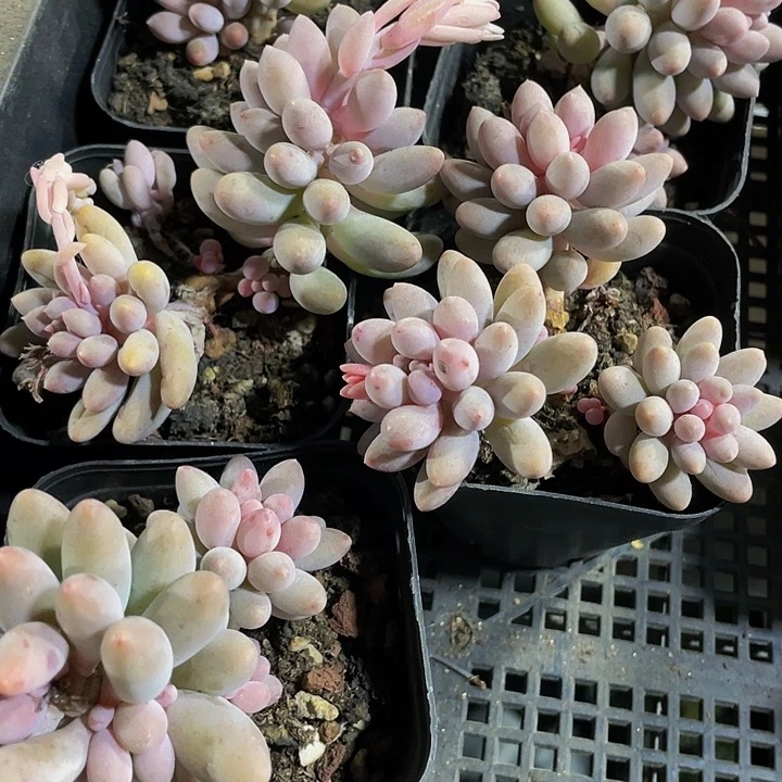 6.5方婴儿手指带盆