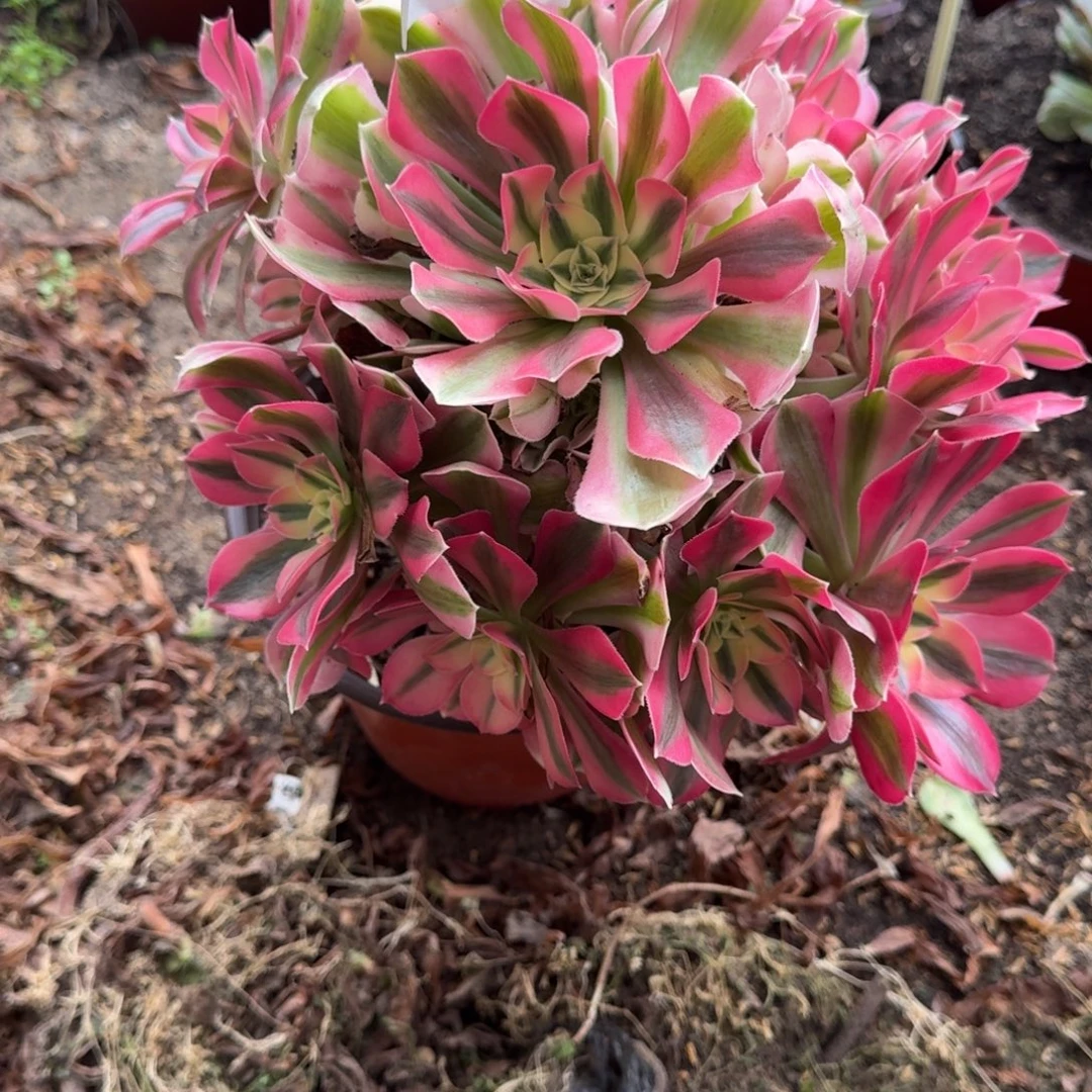 法师粉女巫6309 19-16