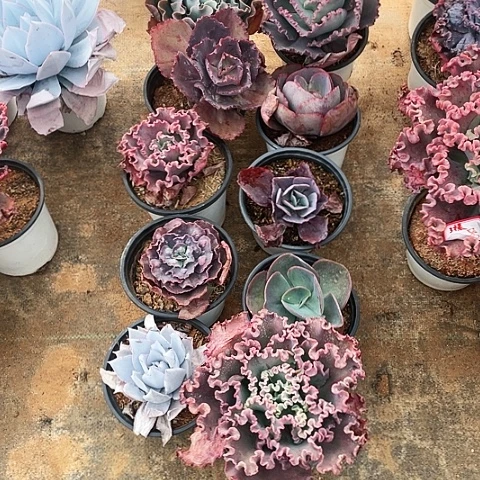 安***ん23 号包菜系列 10棵