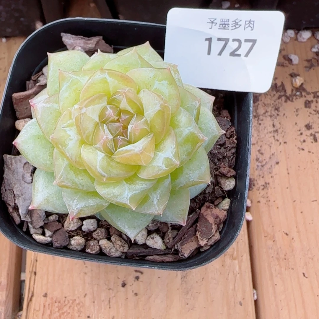 落日珍妮，1727多肉植物