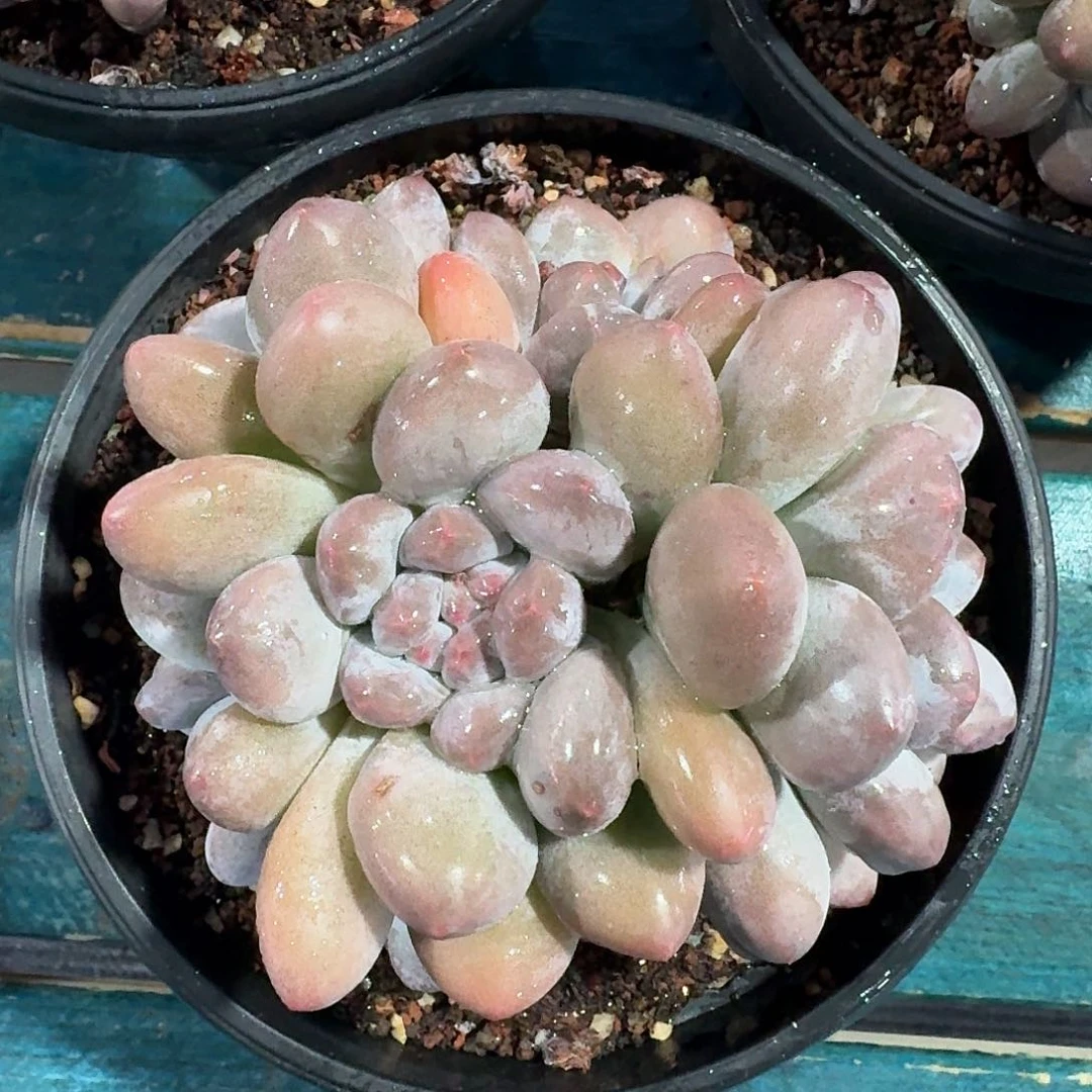 从前慢多肉编号香水