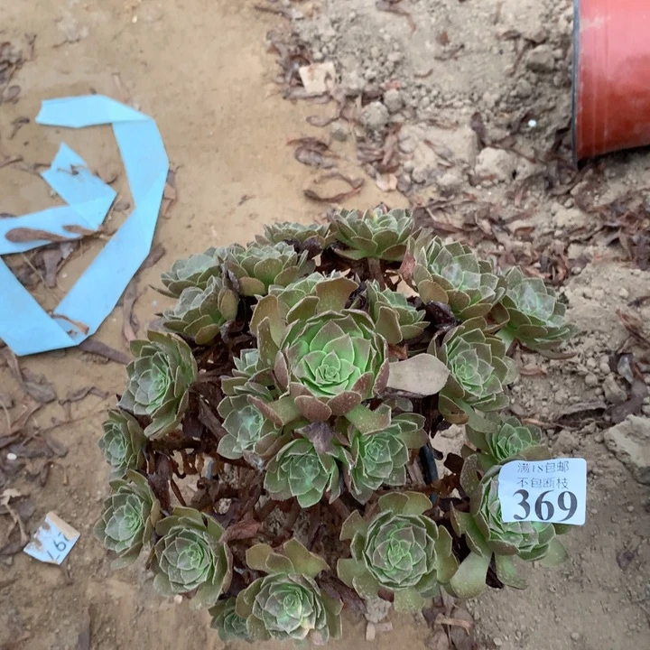 369黑魔手捧1号棚