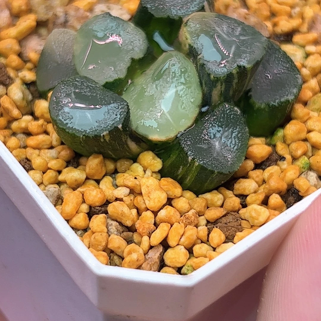 山之翠锦十二卷多肉植物