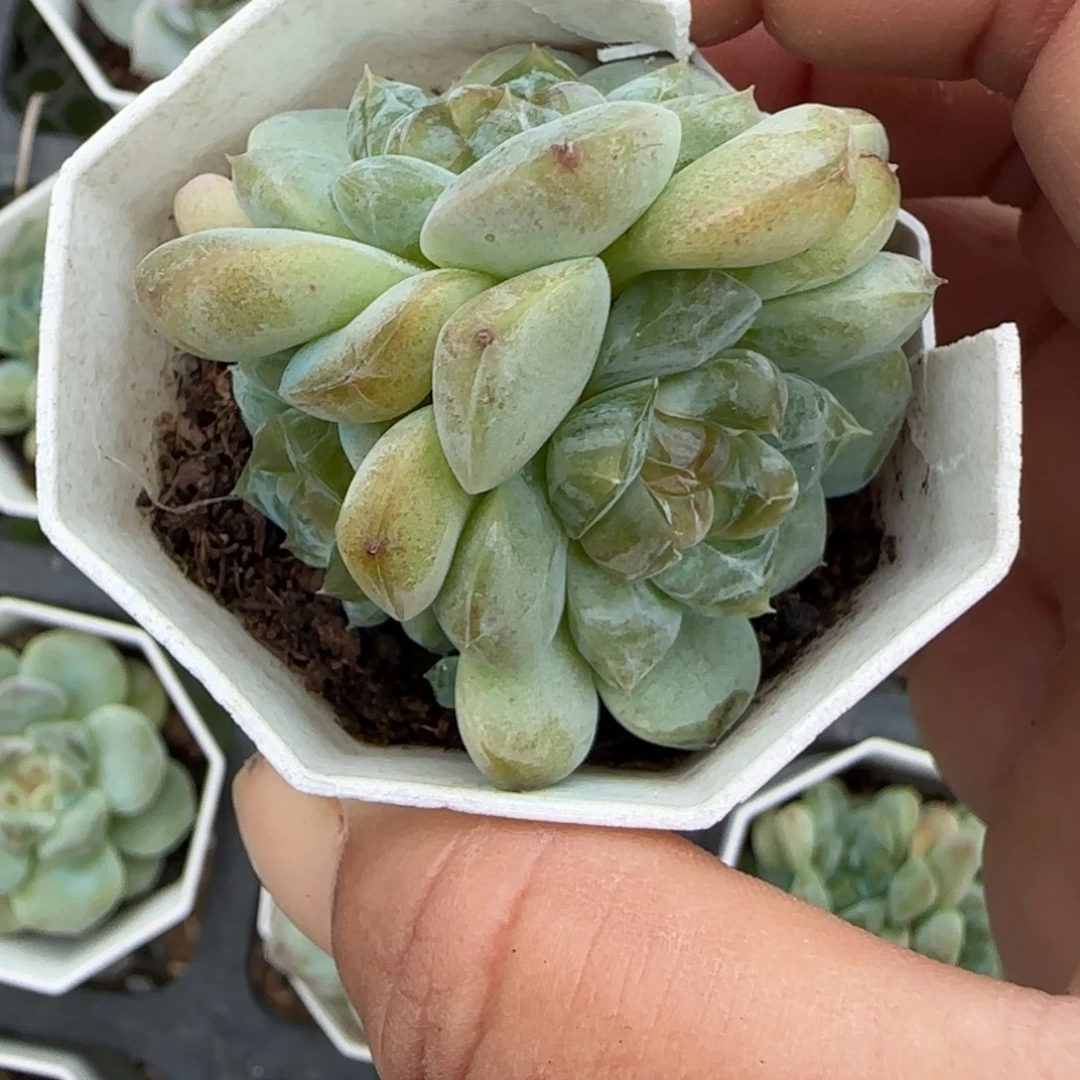 小卡拉米糖心一物一拍19-22