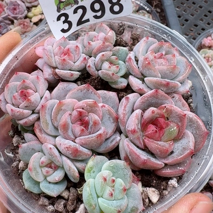 多肉植物多肉植物