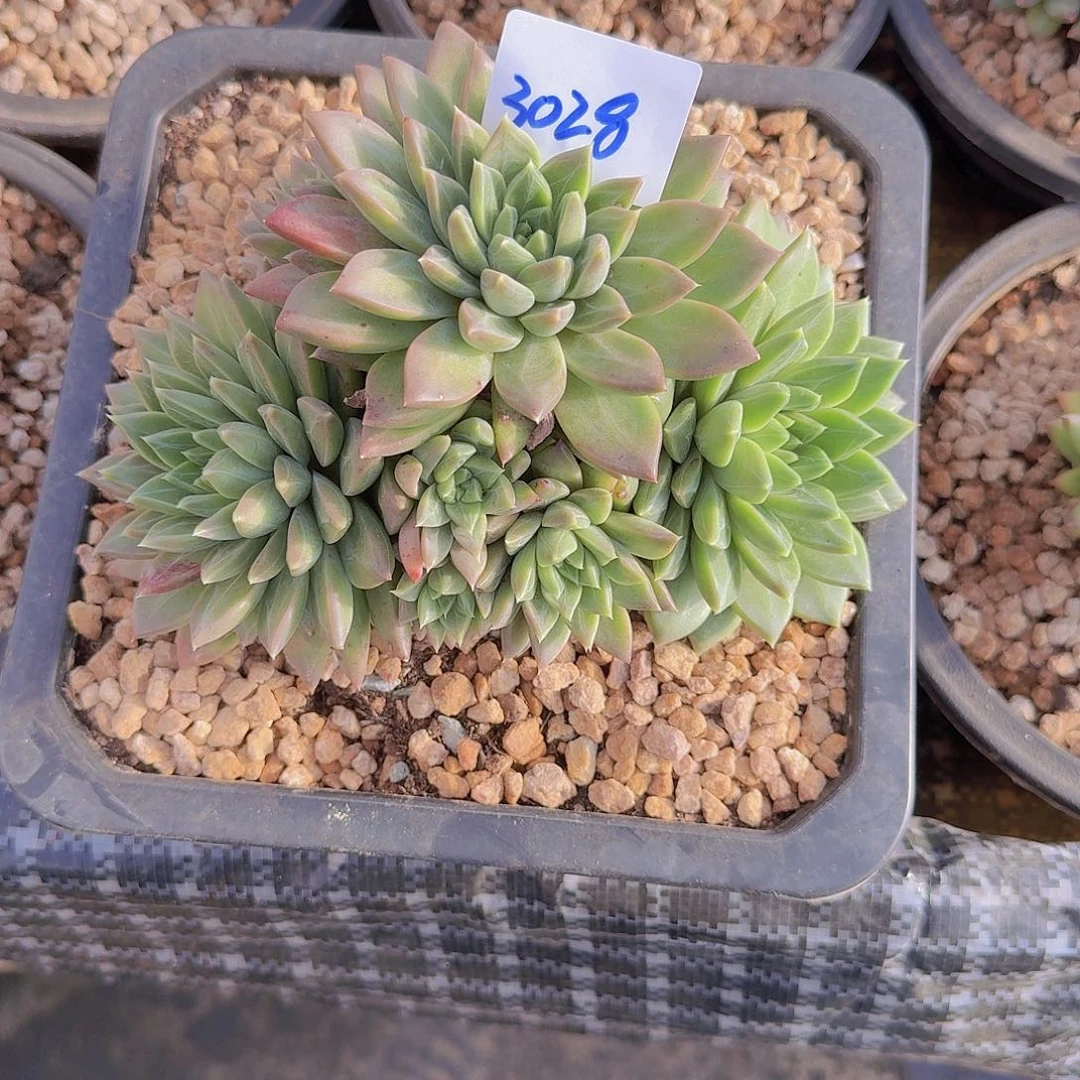 风***3028美人杂多肉植物