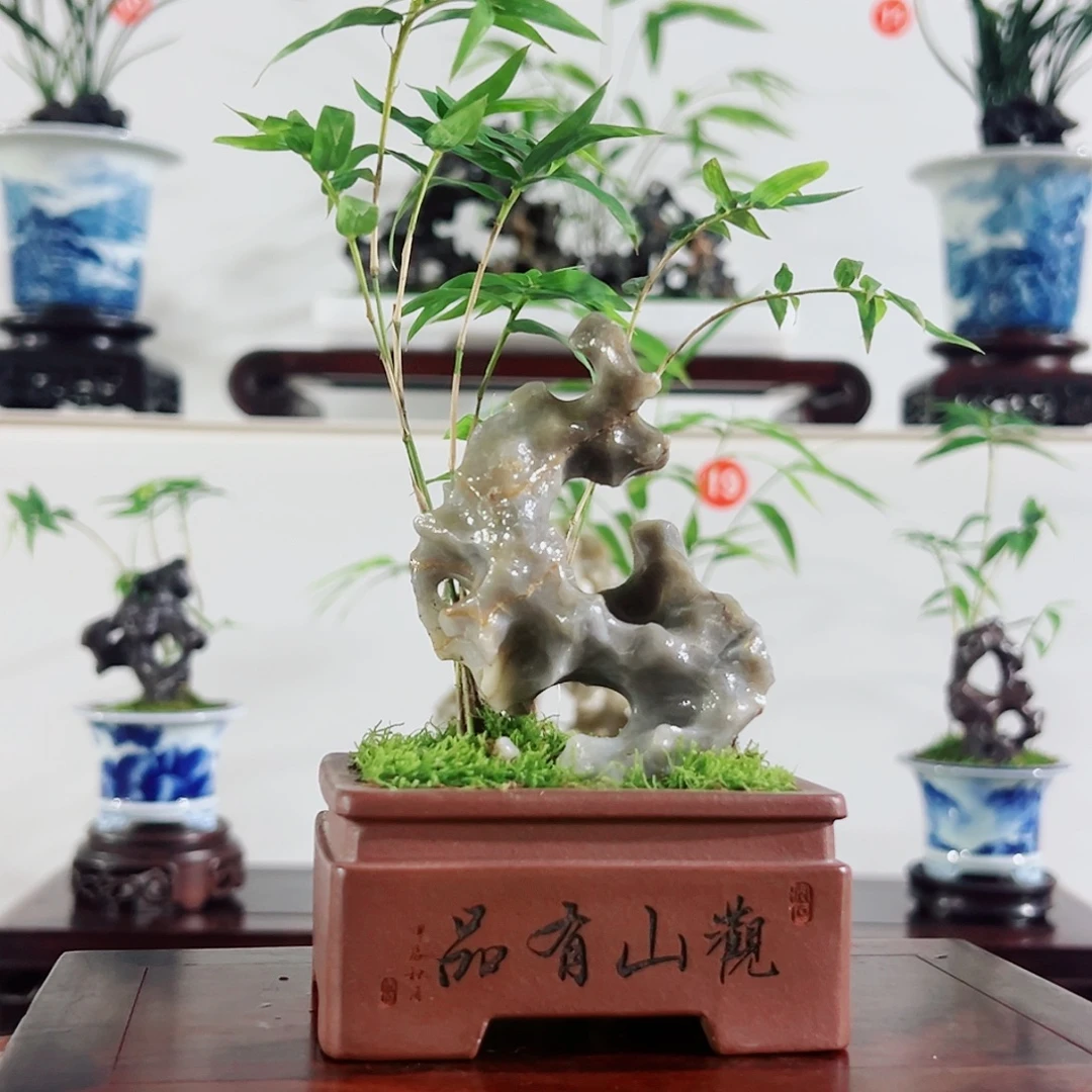 无花朵盆景、凤尾竹，玲珑石