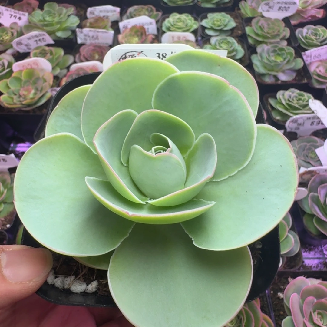 楹楹-807冠幅  8cm