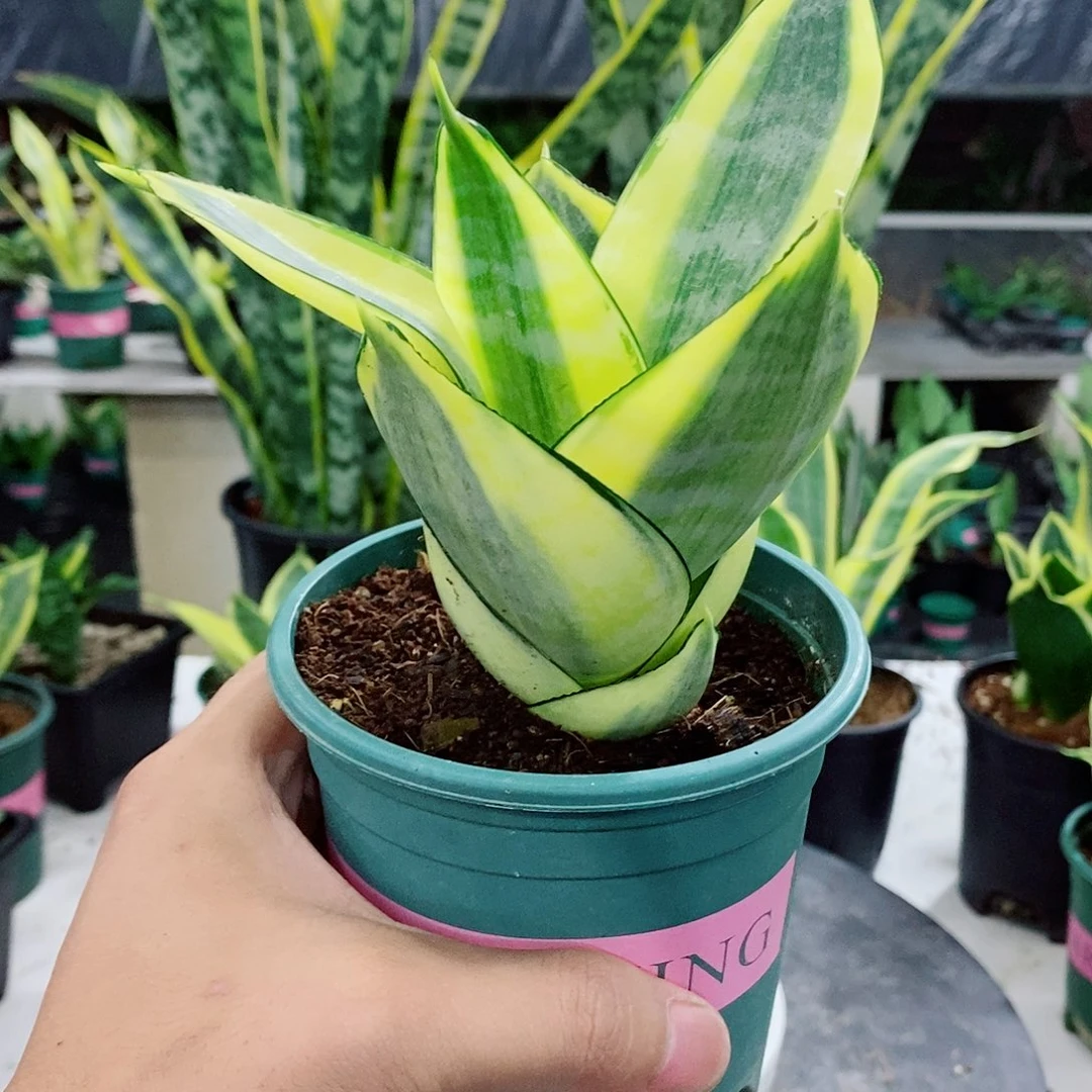 哈尼虎皮兰12.8米，带盆发货