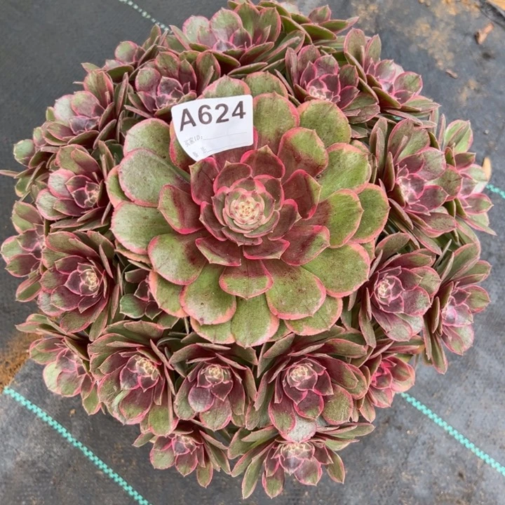 玲*624粉花妖25厘米左右