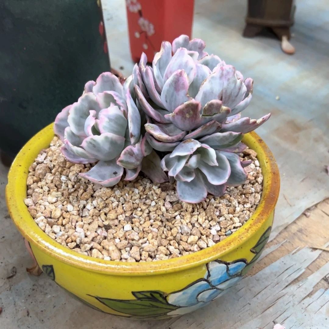 伯克利68 零零多肉植物