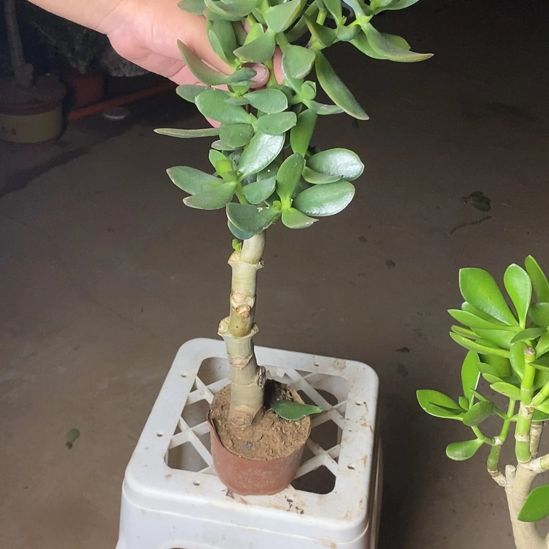 山***3青叶红边一物一拍