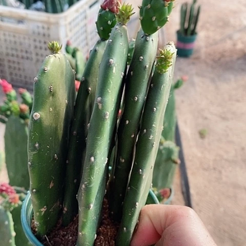 5片原盆发货胭脂仙人掌