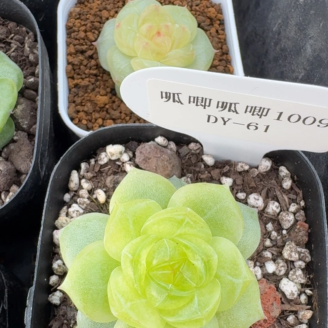 无***意1009-61-3013单头