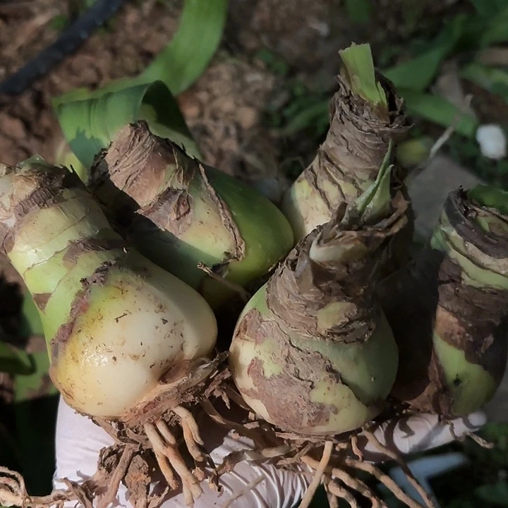 王***花无花朵朱顶红阳光少女5颗5+球丑介意勿拍