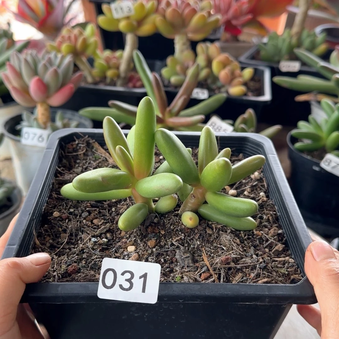 031号 一物一拍 一物一拍