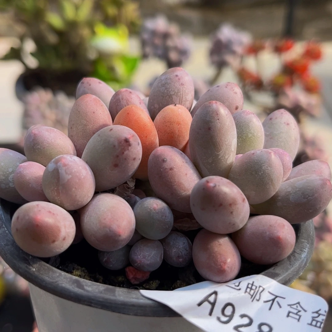 928/6cm汤圆奶酪多肉植物