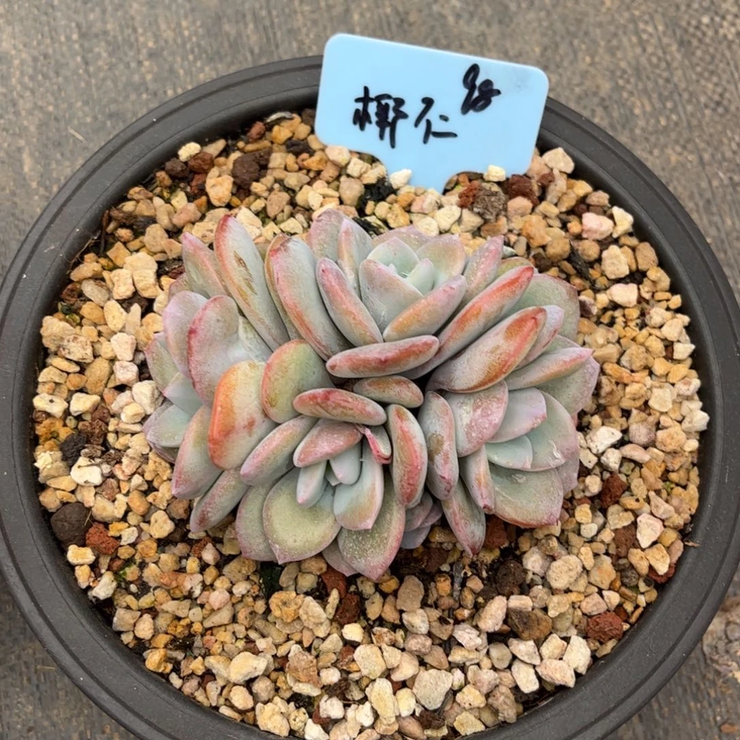 椰仁奶茶多肉植物