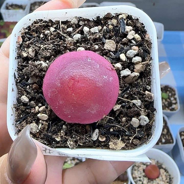 621灯泡尺寸2.6带盆土