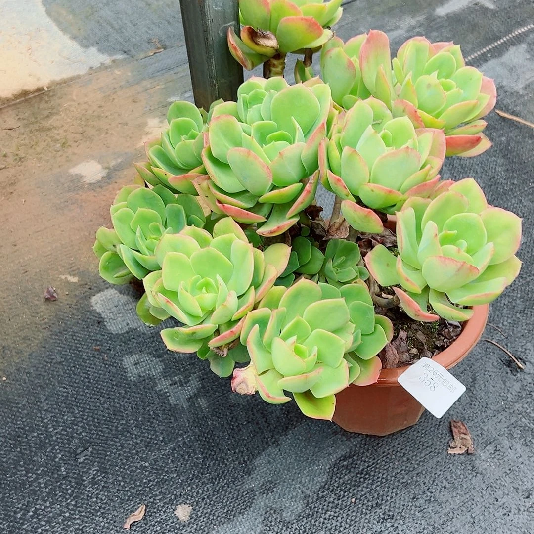 清****358火焰玫瑰多肉植物