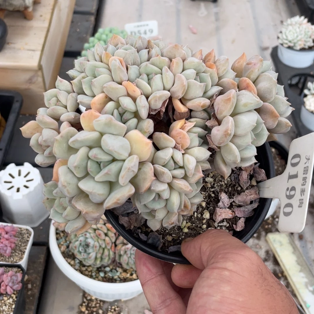 0190超奶不带盆17厘米