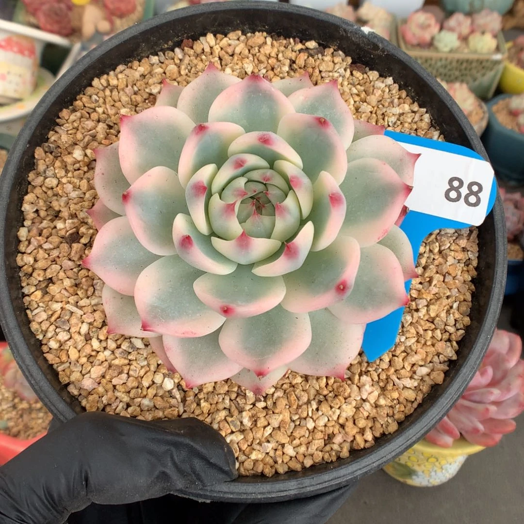 88 吉娃娃锦多肉多肉