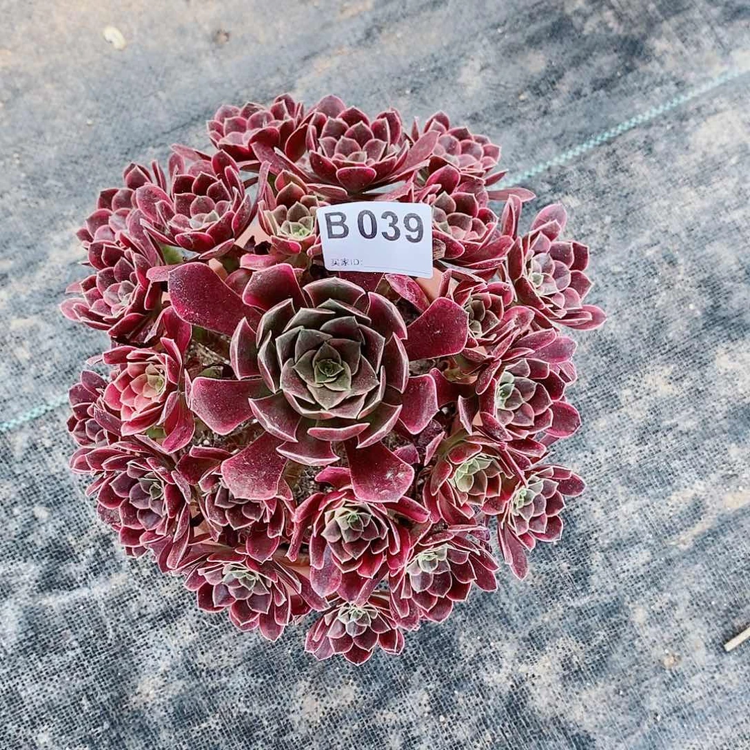 金丝雀039多肉1111