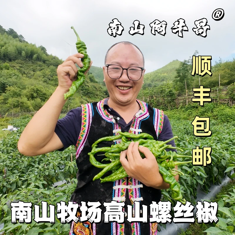 湖南南山牧场高山种植新鲜螺丝椒 现摘新鲜辣椒