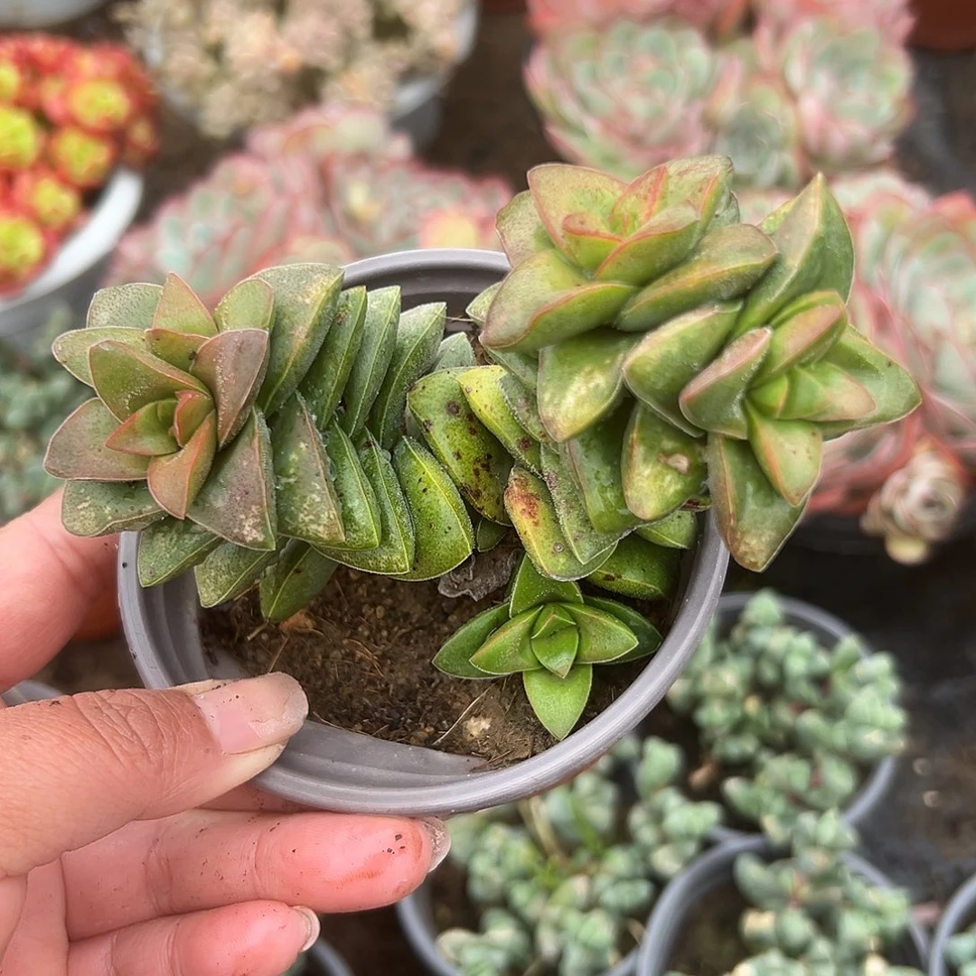 多肉植物开花神童