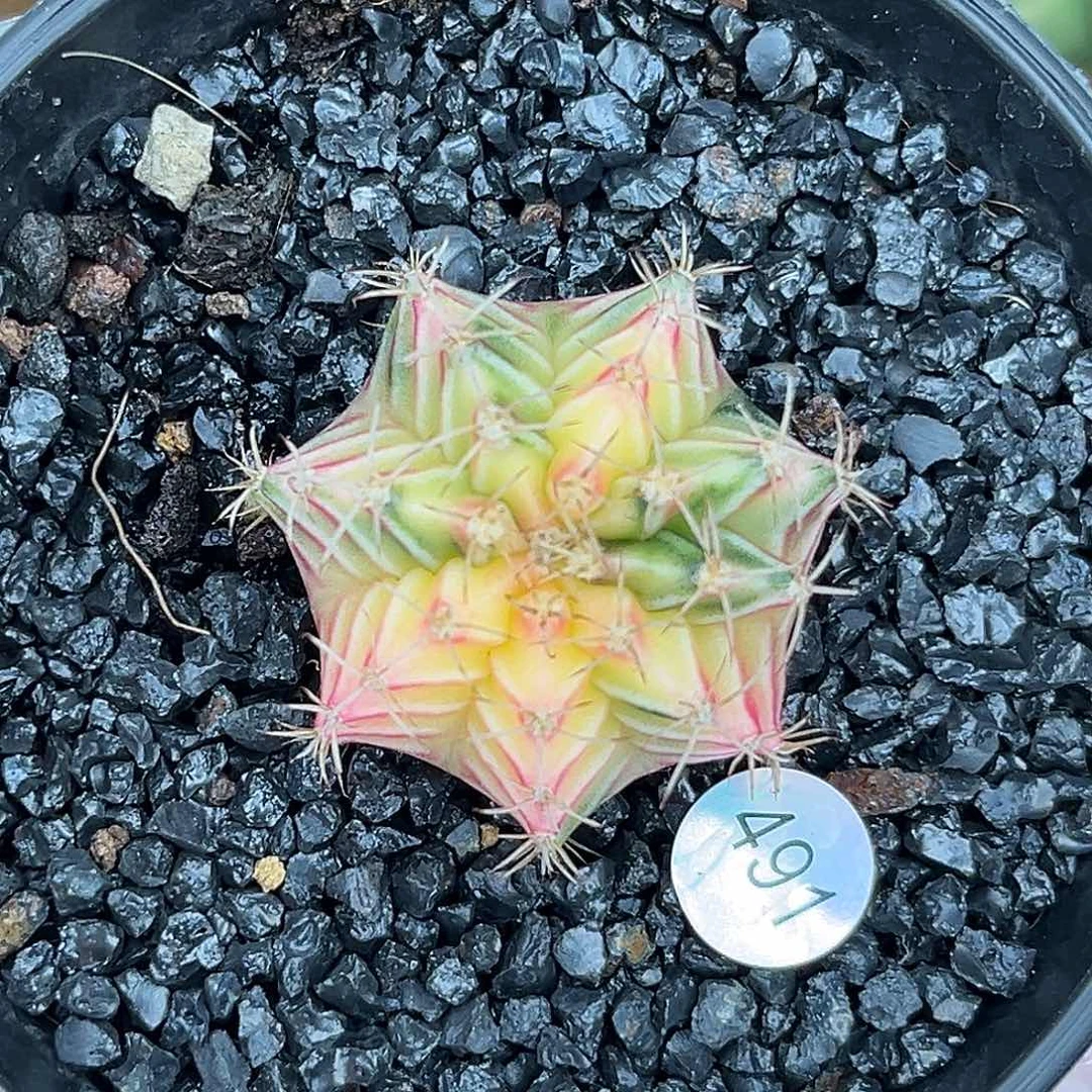 491   带盆土发货