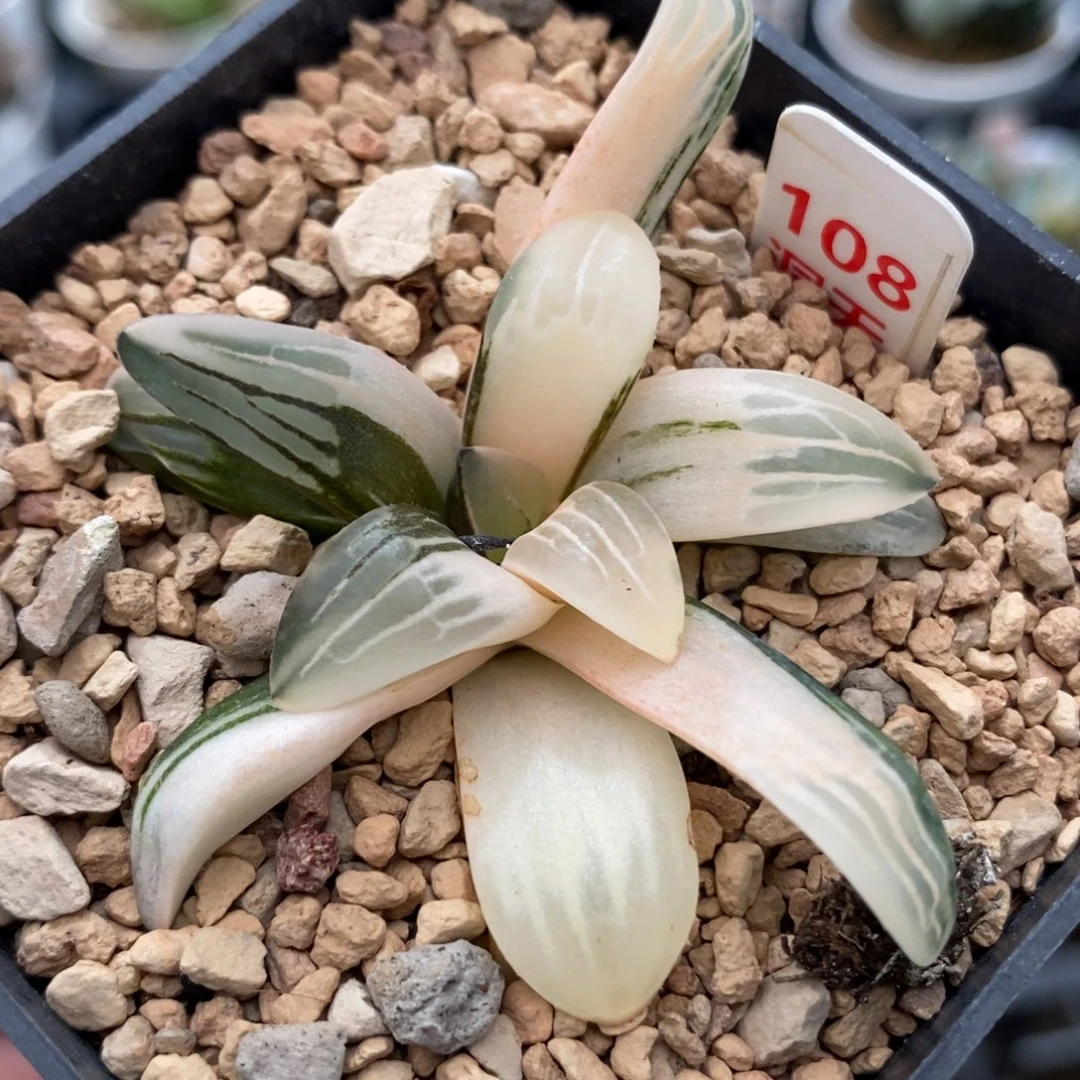 108白寡妇锦一物一拍