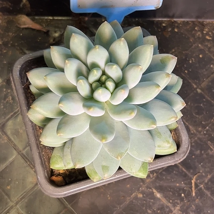 星月菩提一物一拍064