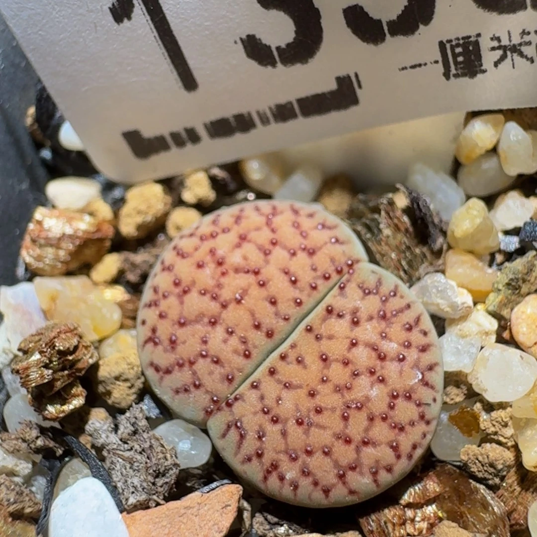 zzzz生石花肉锥1356
