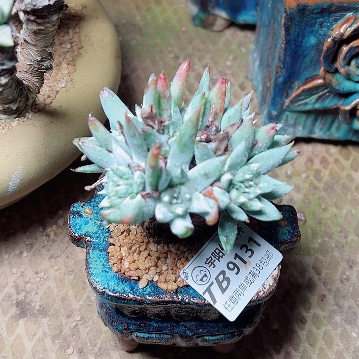 913-奴婢机纳仙女杯多肉