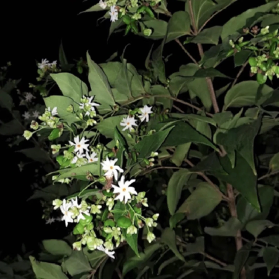 印尼岩兰草夜花精油-单方