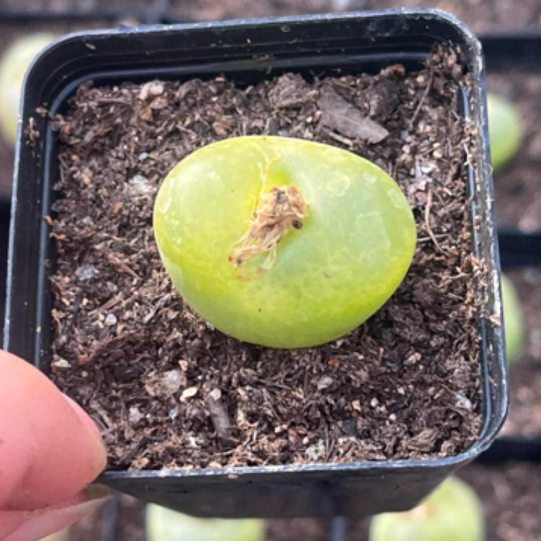 6.5黑方大母本果冻毛一盆多肉植物