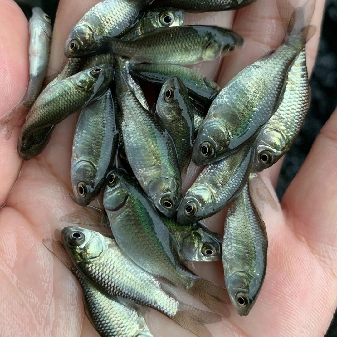 中科五号鲫鱼高背鲫鱼湘云鲫鱼淡水养殖鲫鱼黄金鲫鱼