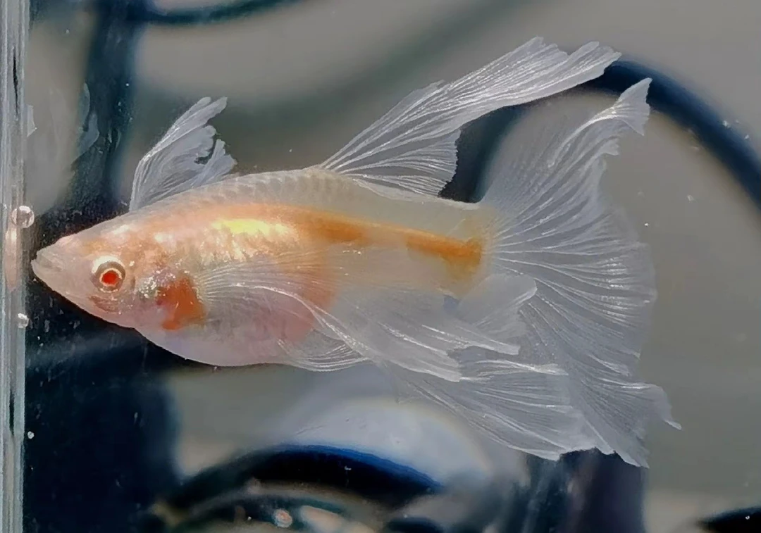 孔雀鱼观赏鱼套餐