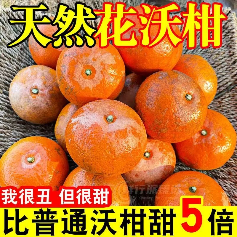 【XY文化】原产地直发武鸣老树花皮沃柑~现摘现发