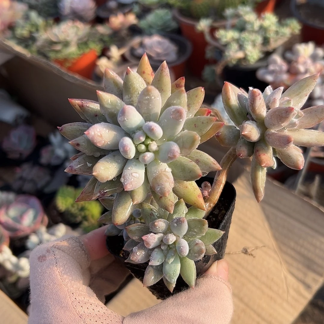 多肉植物多肉植物