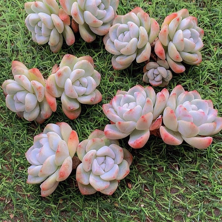 一物一拍，福利冰玉粗腿双头5颗
