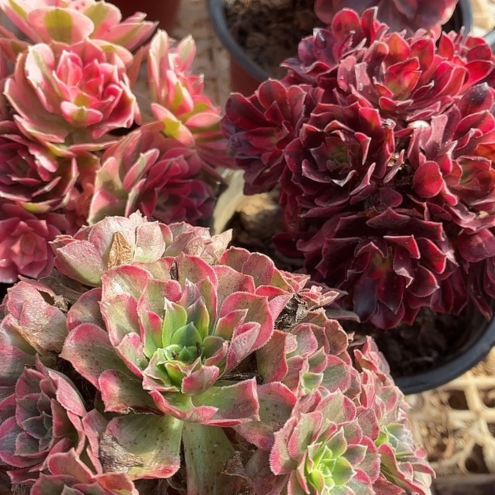 小安娜+小美杜莎+小粉女巫包邮