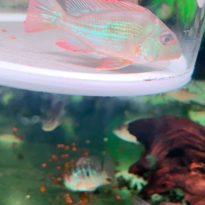 慈鲷血衣1+赤荔1