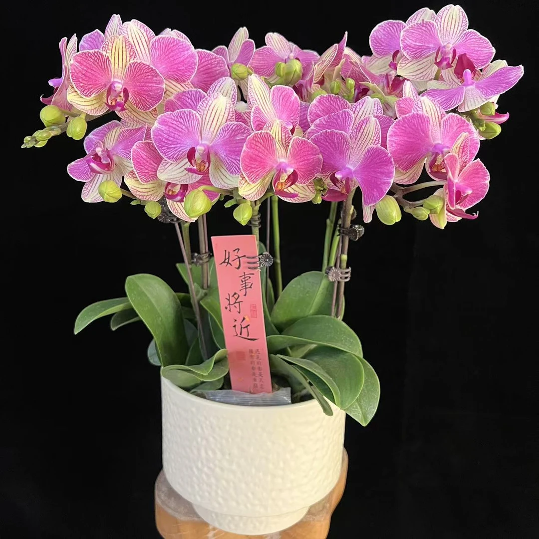 多彩优选（双色鸟）欧品稀有蜡质花蝴蝶兰鲜花室内送礼高端花卉