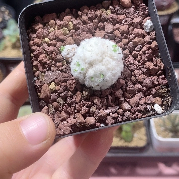 米***琪299刨花角厚墩菊块根